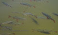 Scardinius_erythrophthalmus_pa8055488