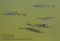 Scardinius_erythrophthalmus_pa8055503