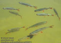 Scardinius_erythrophthalmus_pa8055511