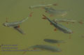 Scardinius_erythrophthalmus_pa8055513