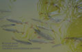 Scardinius_erythrophthalmus_pa8055520