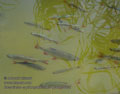 Scardinius_erythrophthalmus_pa8055521