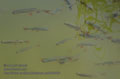 Scardinius_erythrophthalmus_pa8055523