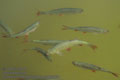 Scardinius_erythrophthalmus_pa8055530