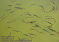 Scardinius_erythrophthalmus_pa8055541
