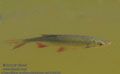 Scardinius_erythrophthalmus_pa8186068