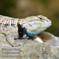 Sceloporus_magister_fd1705