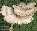 Schizophyllum_commune_ab8645