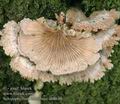 Schizophyllum_commune_ab8649