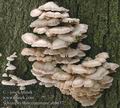 Schizophyllum_commune_ab8657