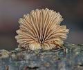 Schizophyllum_commune_ak7138