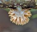 Schizophyllum_commune_ak7144