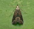 Schrankia_costaestrigalis_jk2187s