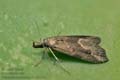 Schrankia_costaestrigalis_jk2229s