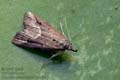 Schrankia_costaestrigalis_jk2257s