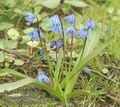 Scilla_bifolia_aa4945