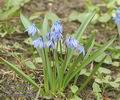 Scilla_bifolia_aa4947