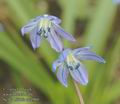 Scilla_bifolia_aa4960