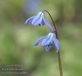 Scilla_bifolia_aa4965