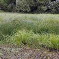 Scirpus_radicans_ai6092