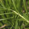 Scirpus_radicans_ai6132