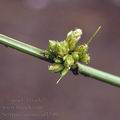 Scirpus_supinus_af1549