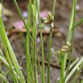 Scirpus_supinus_af1551