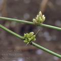 Scirpus_supinus_af1562