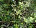 Scirpus_sylvaticus_a208