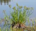 Scirpus_sylvaticus_bj7230