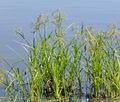 Scirpus_sylvaticus_bj7244