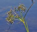 Scirpus_sylvaticus_bj7300