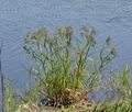 Scirpus_sylvaticus_bj7535