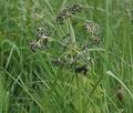 Scirpus_sylvaticus_d0618