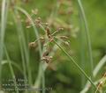 Scirpus_tabernaemontanii_a5171