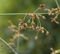 Scirpus_tabernaemontanii_a5175