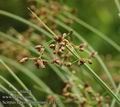 Scirpus_tabernaemontanii_a5179