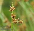 Scirpus_triqueter_a5156