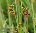 Scirpus_triqueter_a5160