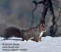 Sciurus_vulgaris_mc0891