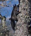 Sciurus_vulgaris_mc0945