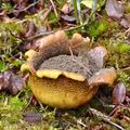 Scleroderma_citrinum_be5118