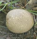 Scleroderma_verrucosum_ac2551