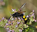 Scolia_hirta_dt0570