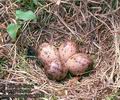 Scolopax_rusticola_10001