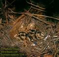 Scolopax_rusticola_2234