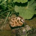 Scolopax_rusticola_2324