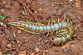 Scolopendra_cingulata_ae2732