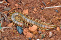 Scolopendra_cingulata_ae2741