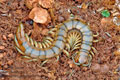 Scolopendra_cingulata_ae2742